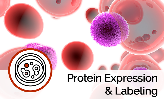 Labeled Protein Expression